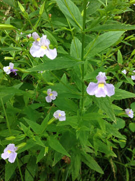 Image of Allegheny monkeyflower