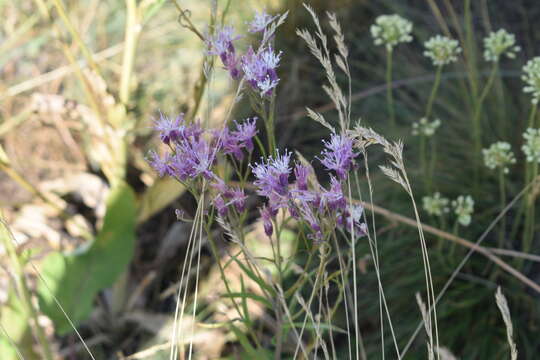 Image of Jurinea multiflora (L.) B. Fedtsch.