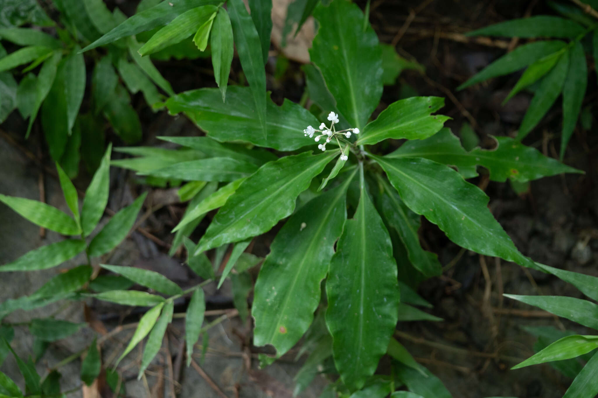 Image of Pollia secundiflora (Blume) Bakh. fil.