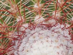 Image of Melocactus macracanthos (Salm-Dyck) Link & Otto