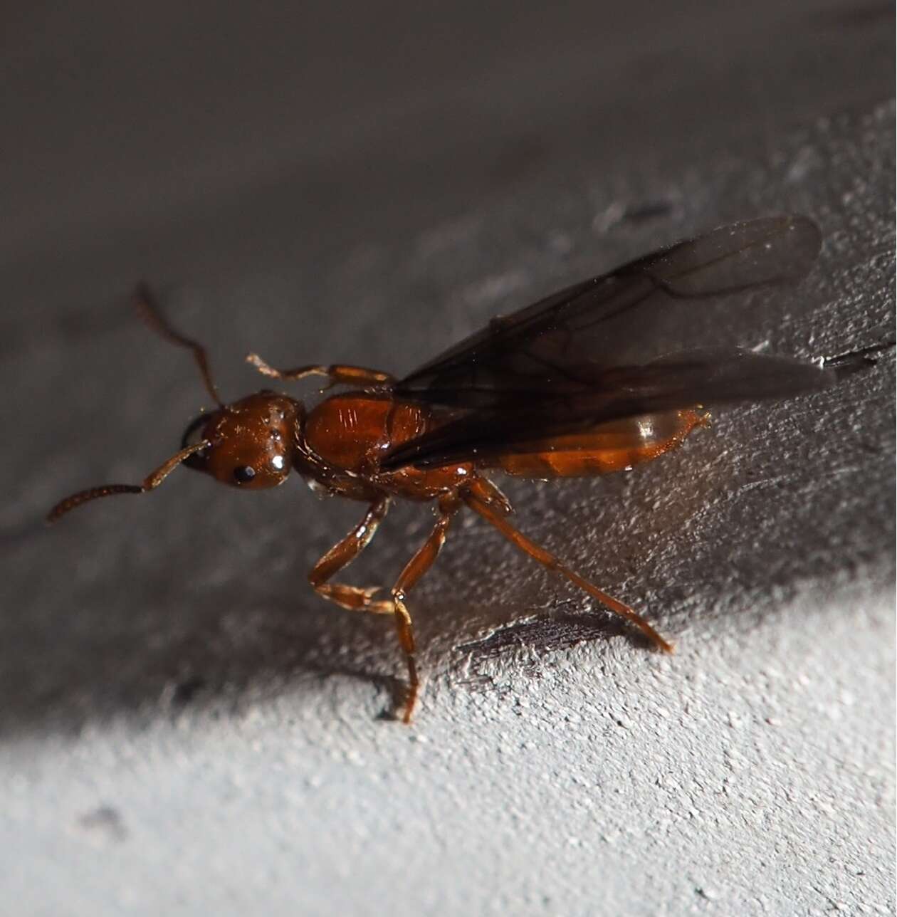 Image of <i>Lasius interjectus</i>