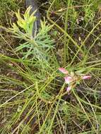 Image of Polygala langebergensis Levyns