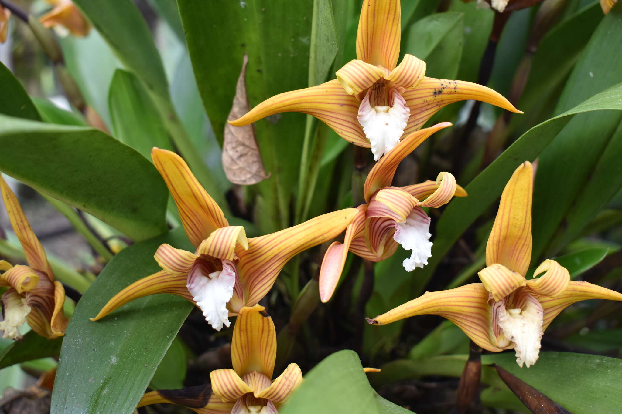 Image of Maxillaria striata Rolfe