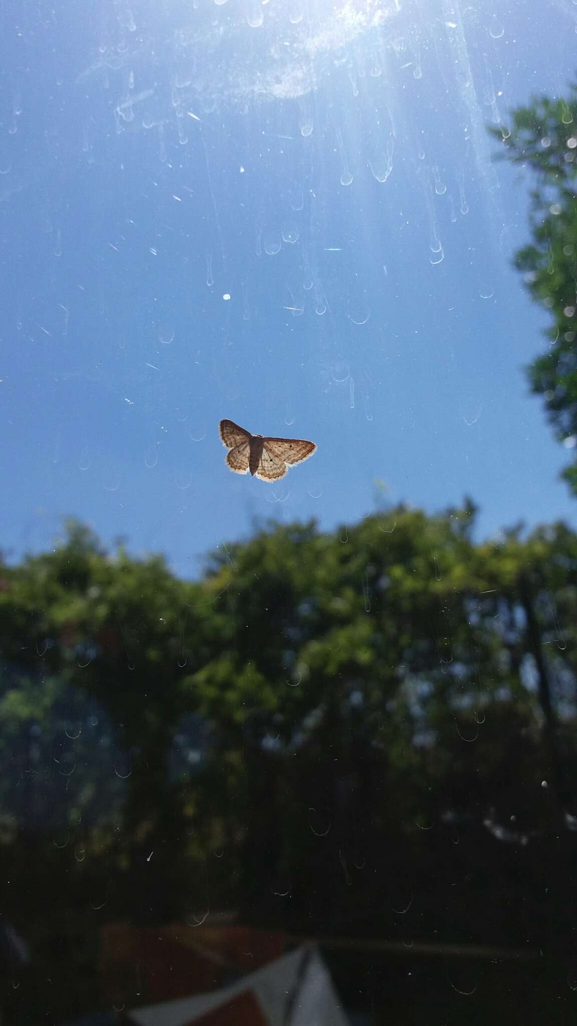 Image de Idaea elongaria Rambur 1833