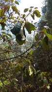 Imagem de Quercus candicans Née