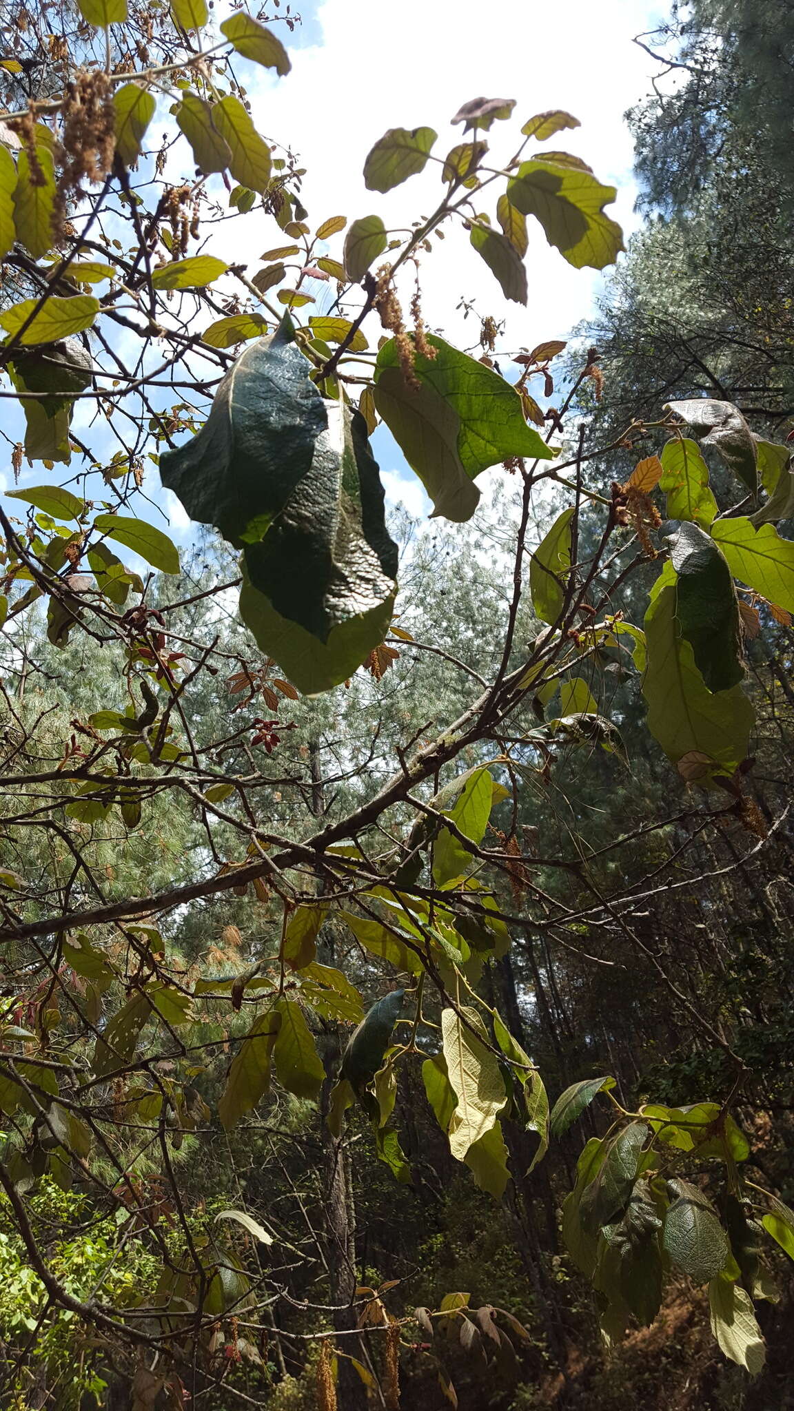 Imagem de Quercus candicans Née