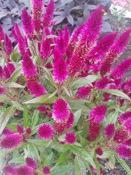 صورة Celosia spicata (Thou.) Spreng.