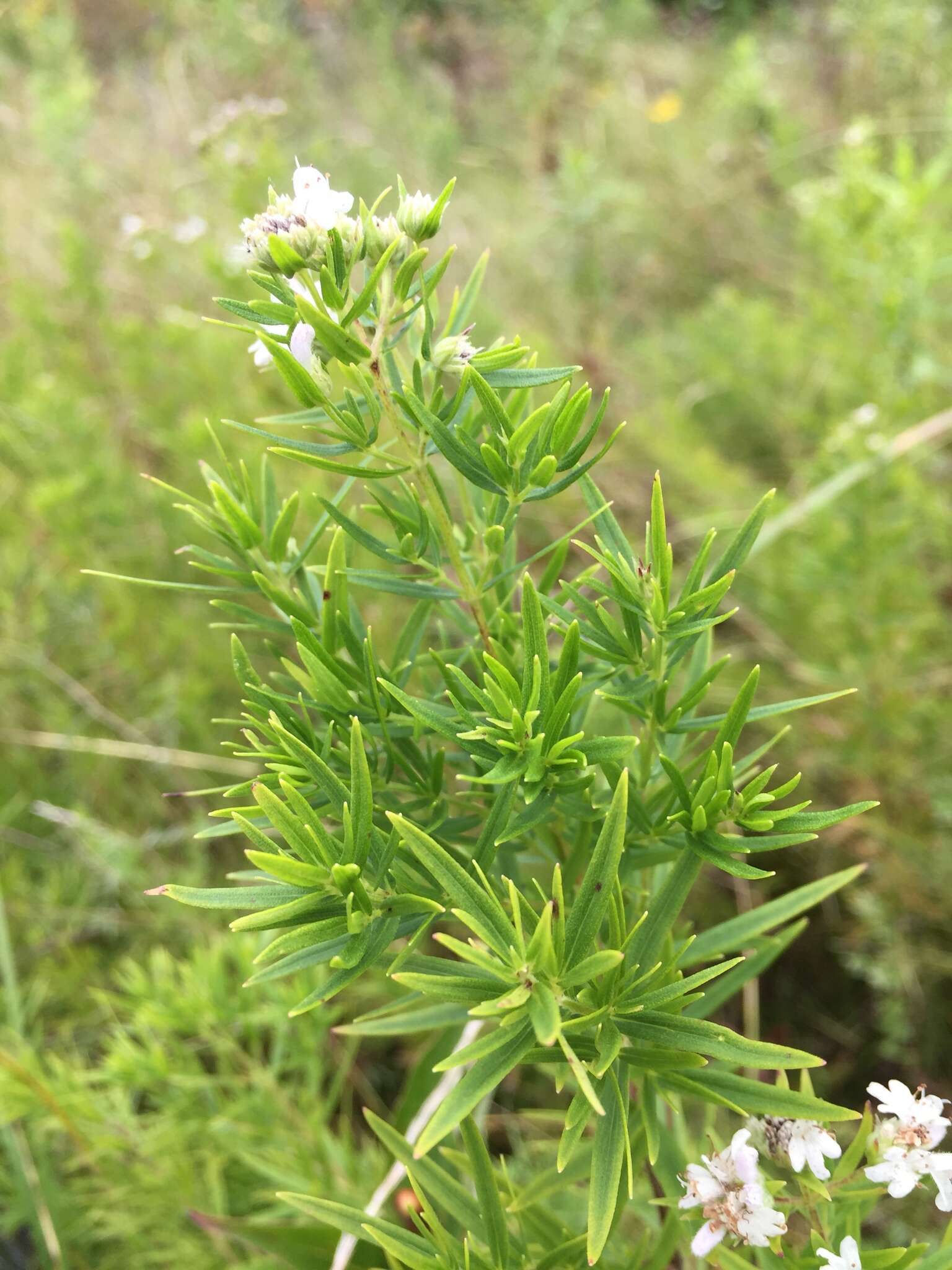 Imagem de Pycnanthemum tenuifolium Schrad.