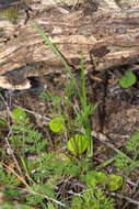 Image of Daucus glochidiatus (Labill.) Fischer, C. Meyer & Ave Lall.