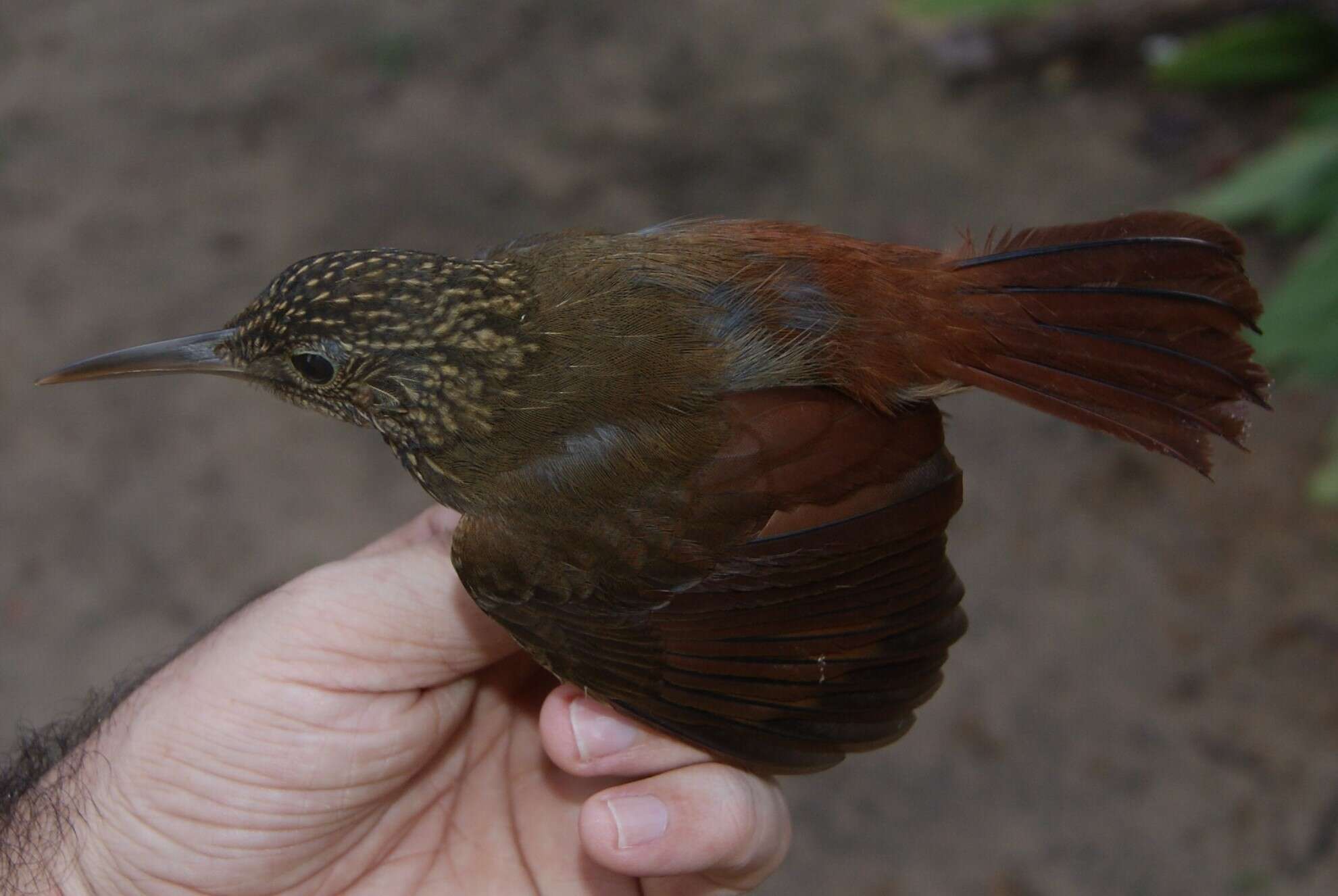 Image of Ocellated Woodcreeper