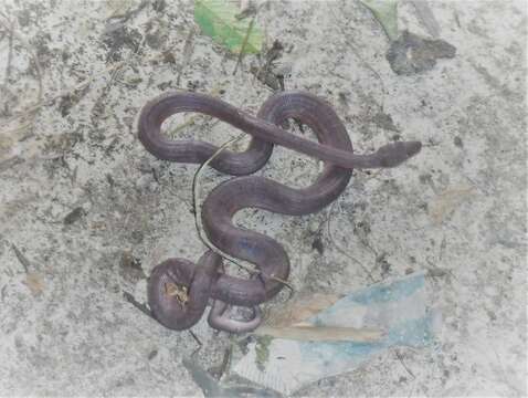 Image of Haitian Boa