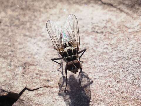 Plancia ëd Anthomyia quinquemaculata Macquart 1839