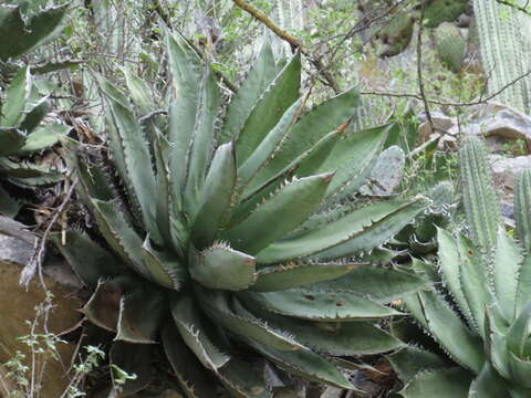 Image de Agave titanota Gentry