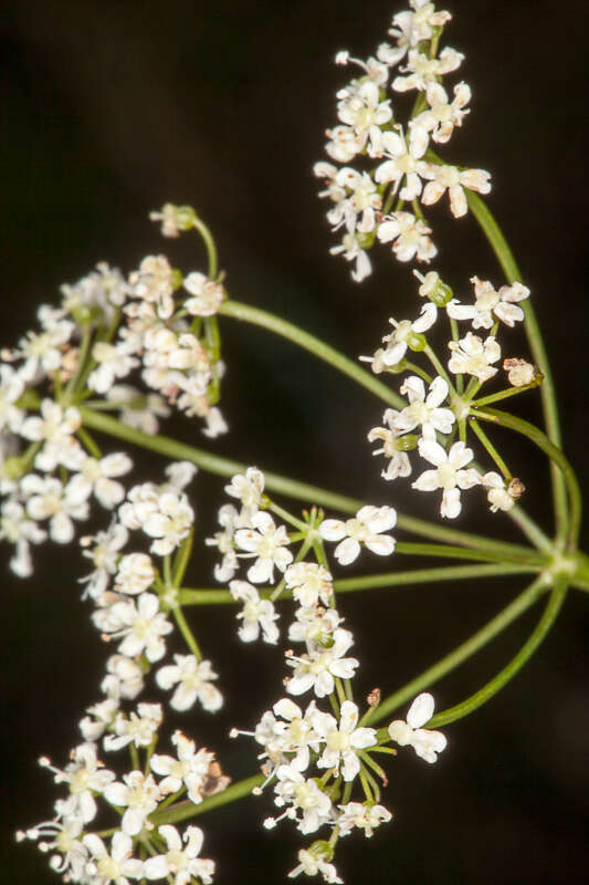 Imagem de Pimpinella saxifraga L.