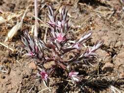 Image of Bidwell's knotweed