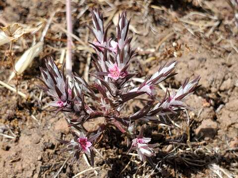 Image de Polygonum bidwelliae S. Wats.