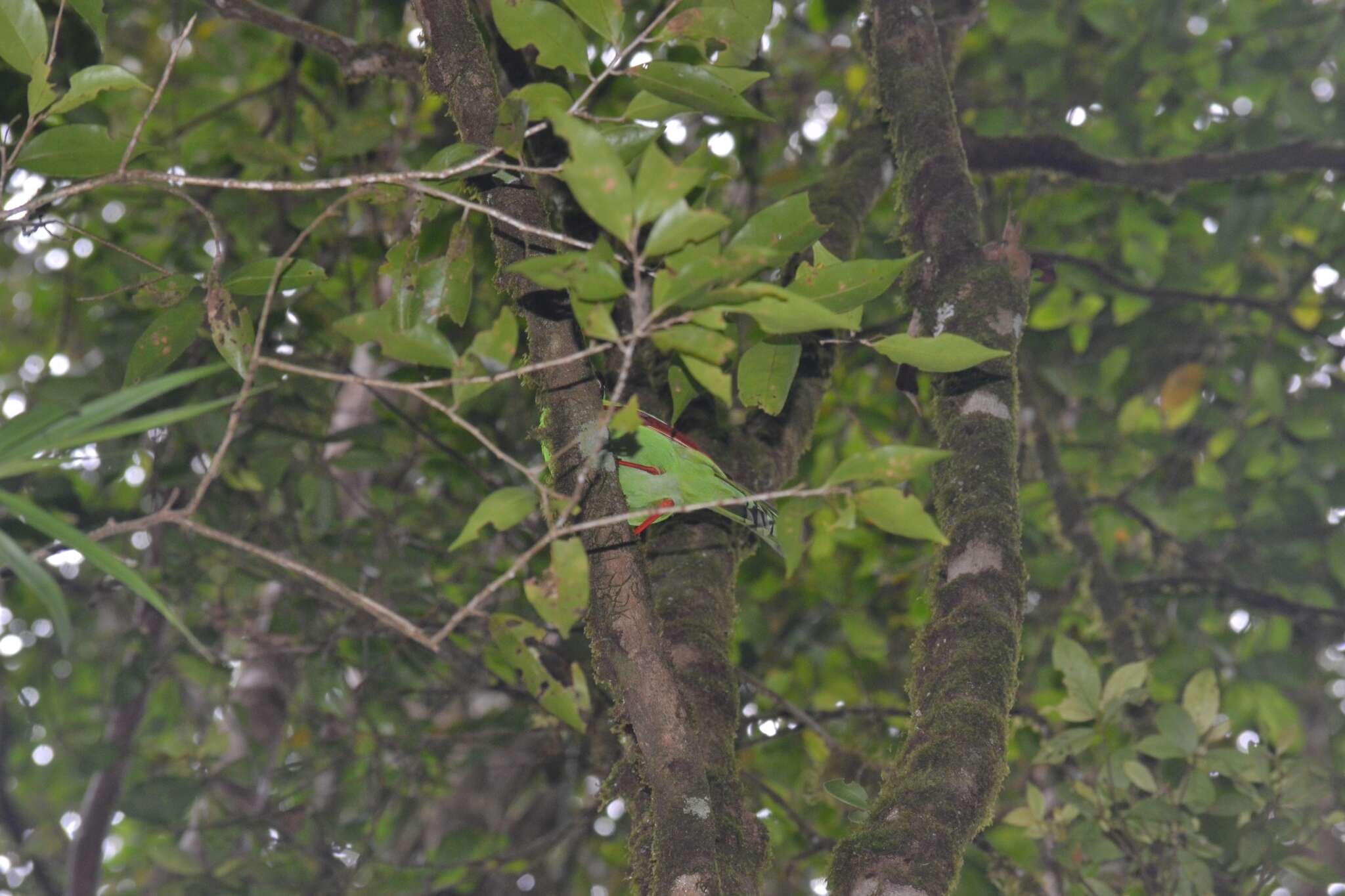 Image of Bornean Green Magpie