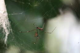 Image of Argyrodes fissifrons O. Pickard-Cambridge 1869