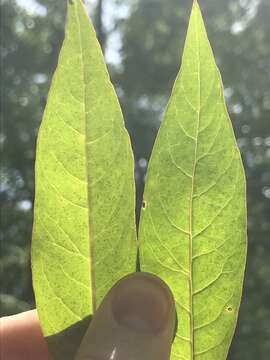 Image of Fraser's yellow loosestrife