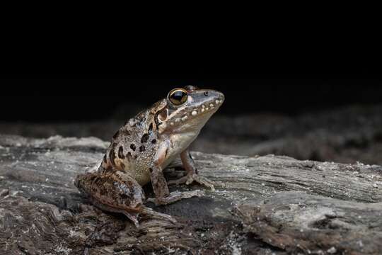 Sivun Litoria freycineti Tschudi 1838 kuva