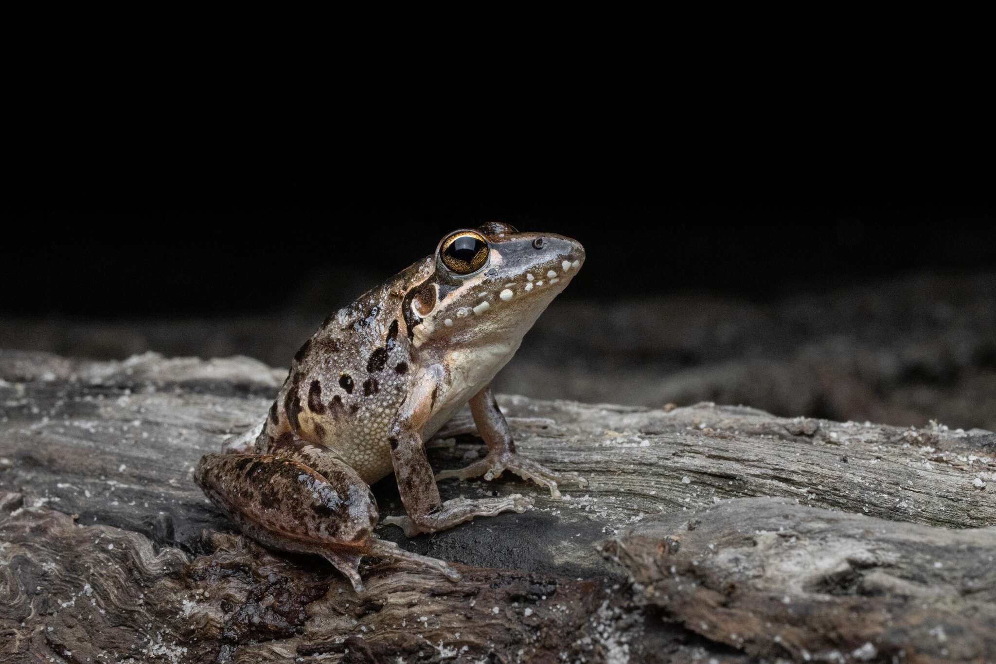 Litoria freycineti Tschudi 1838的圖片