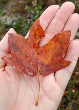 Imagem de Acer grandidentatum var. sinuosum (Rehd.) Little