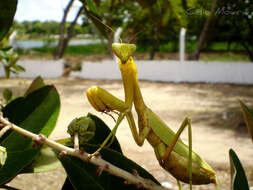 Image of Stagmatoptera biocellata Saussure 1869