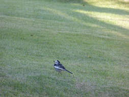 Image of Pied Wagtail and White Wagtail