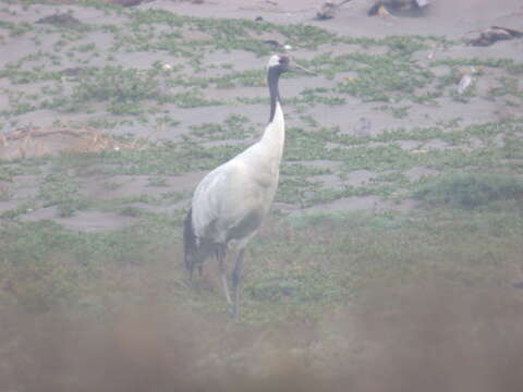 Image of Japanese Crane