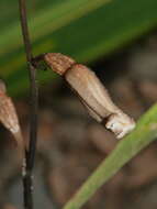 Image of Gastrodia minor Petrie