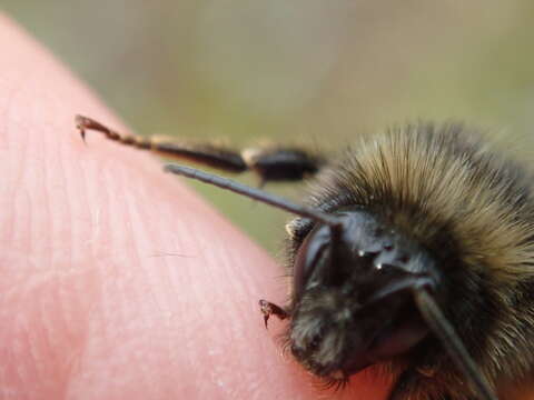 Image of Bombus ruderarius (Müller 1776)