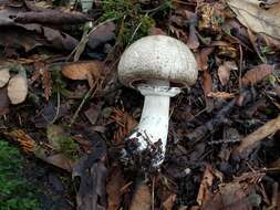 Image of Agaricus deardorffensis Kerrigan 2016