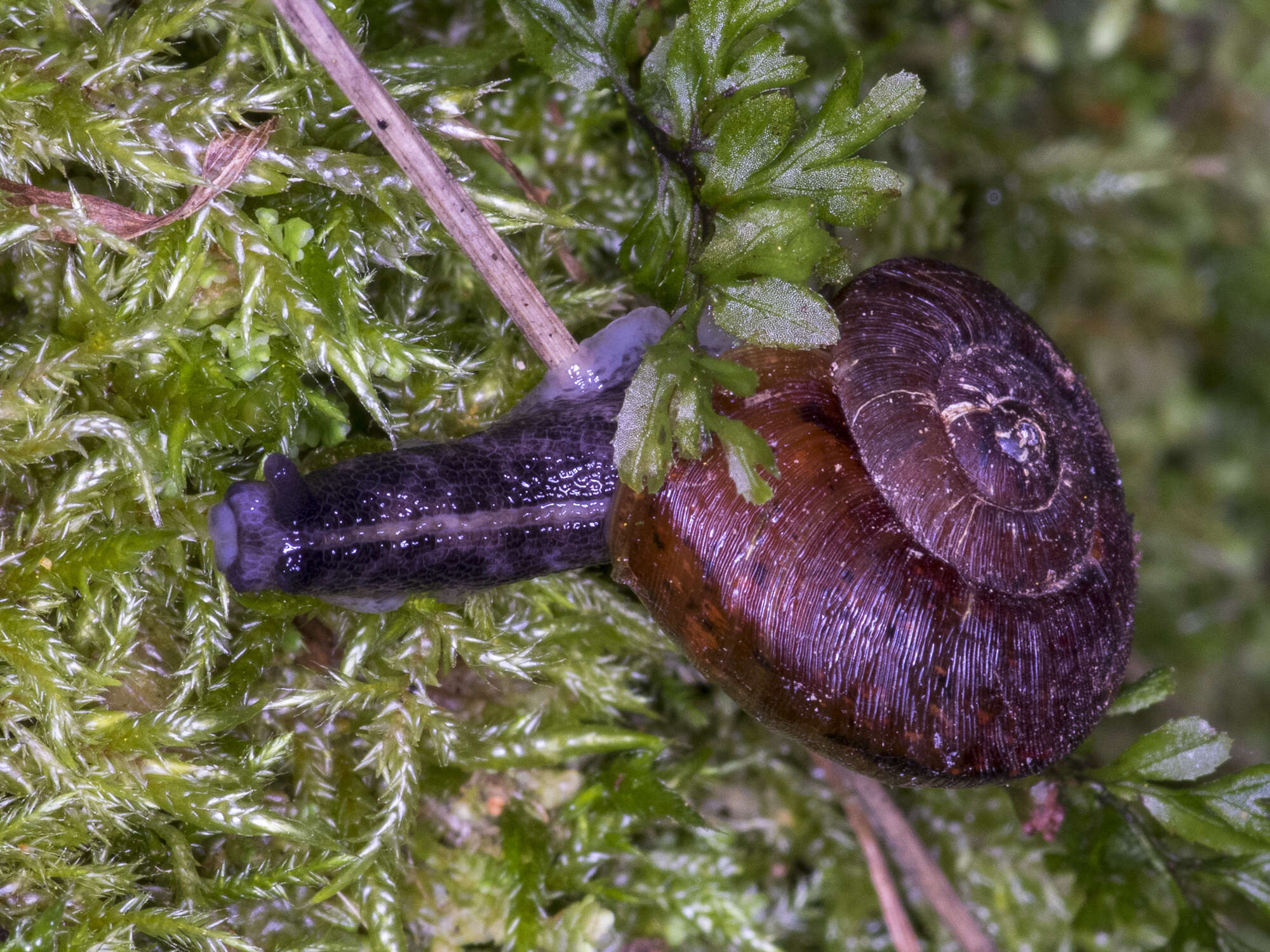 Image of Tasmaphena lamproides (Cox 1868)