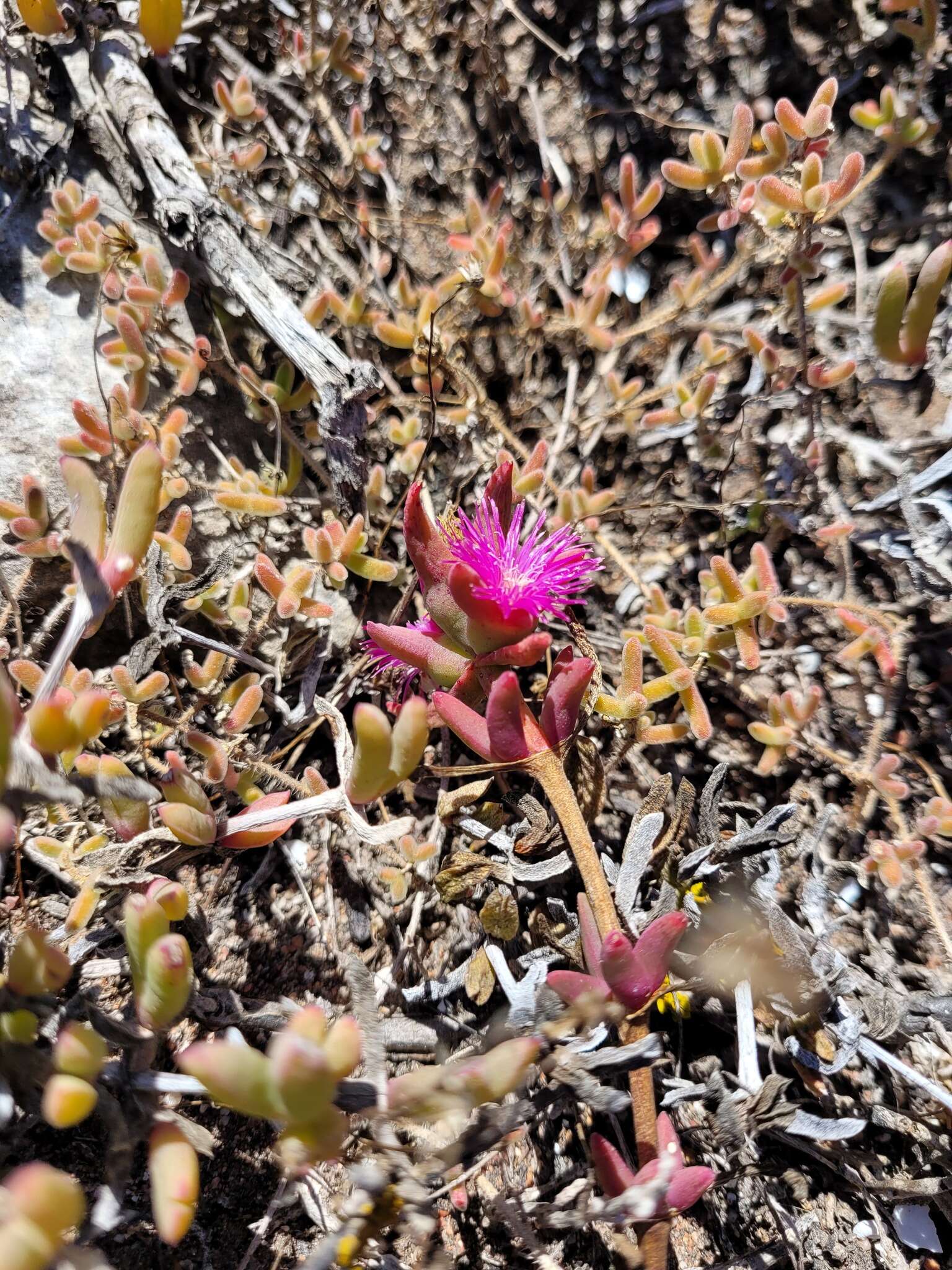 صورة Cephalophyllum rostellum (L. Bo I.) H. E. K. Hartm.