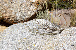 Image of Central Texas Whipsnake