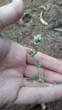 Image of Sphaeralcea crispa Hook. ex E. G. Baker