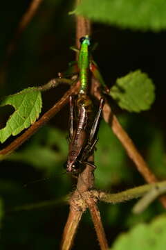 Ampelophilus olivaceus (Giglio-Tos 1897)的圖片