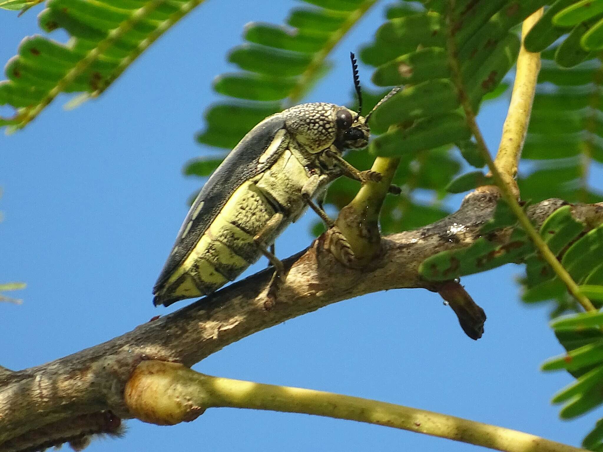 Image of <i>Sternocera <i>interrupta</i></i> interrupta