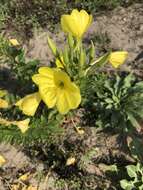 Oenothera stucchii Soldano resmi