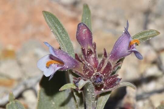 Image of White River Valley beardtongue