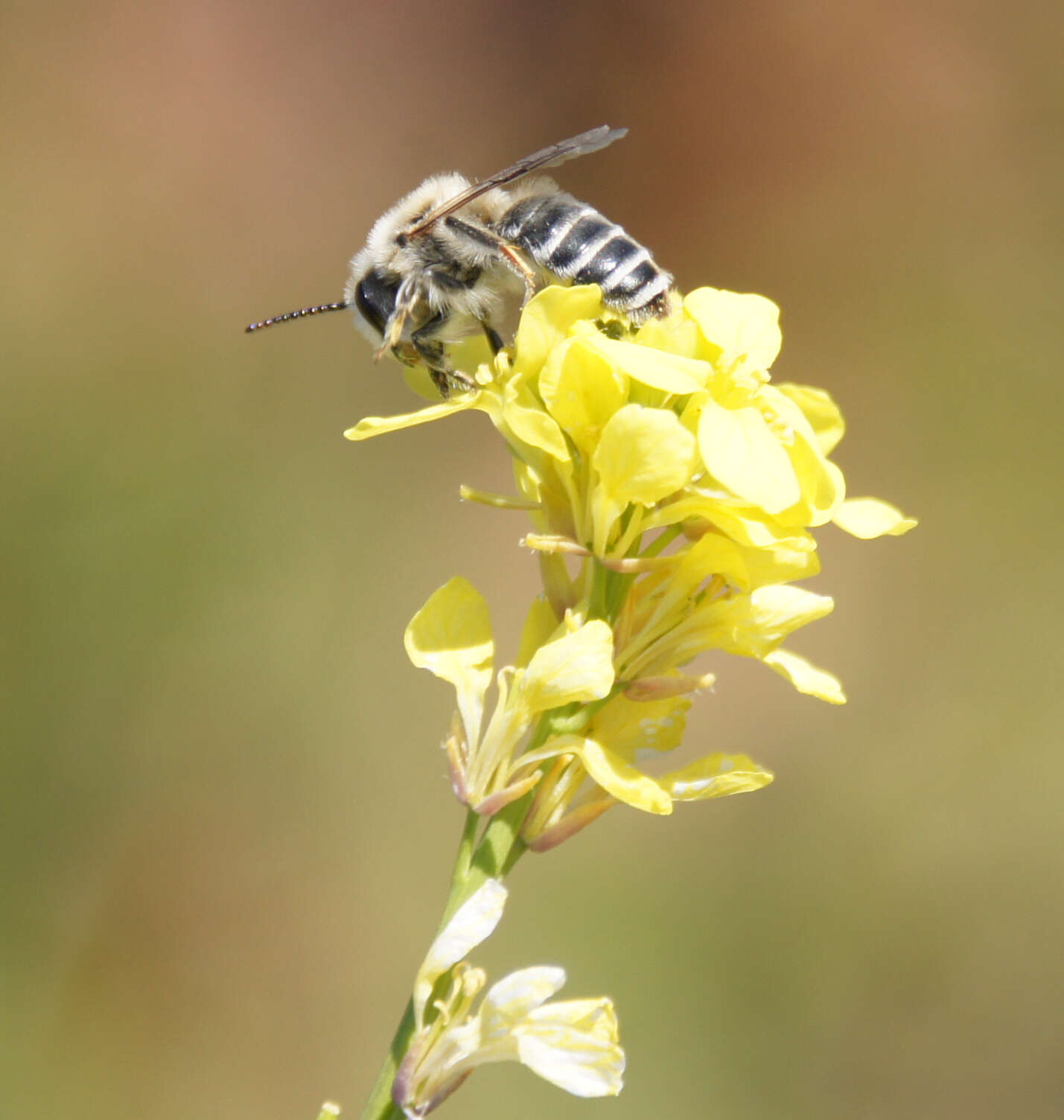 Image of Andrena savignyi Spinola 1838