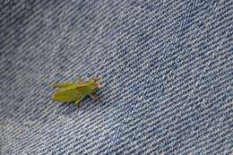 Image of Green-striped Grasshopper