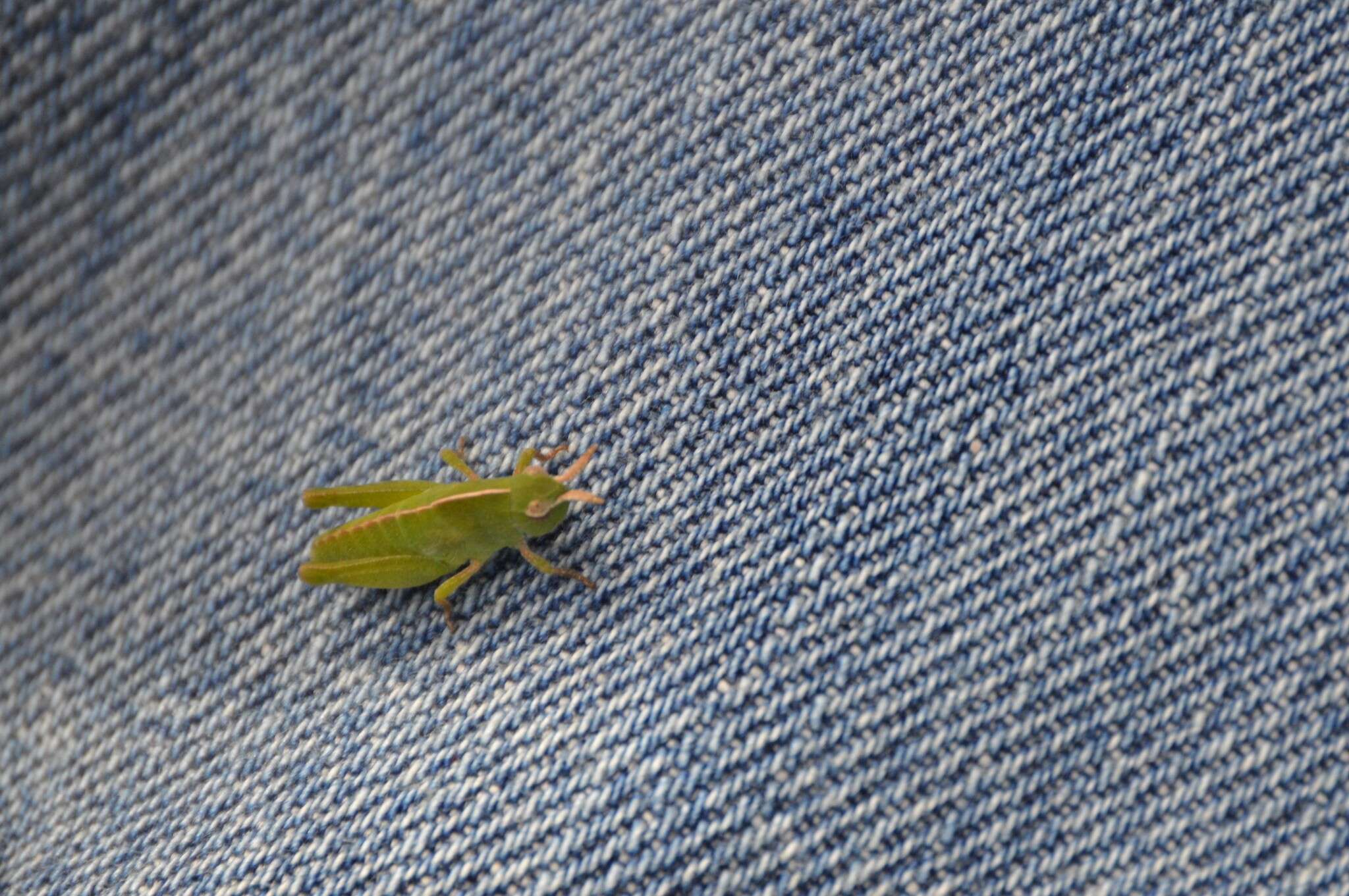 Image of Green-striped Grasshopper