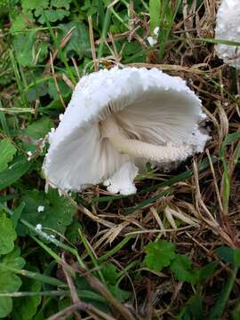 Imagem de Leucocoprinus cretaceus (Bull.) Locq. 1945