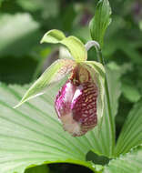 Image of Korean ladyslipper