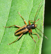 Image of Pidonia gibbicollis (Blessig 1872)