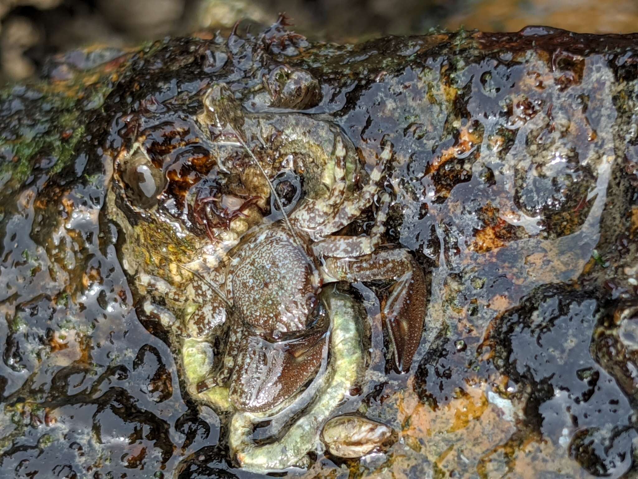 Image of chocolate porcelain crab