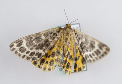 Image of spotted beauty