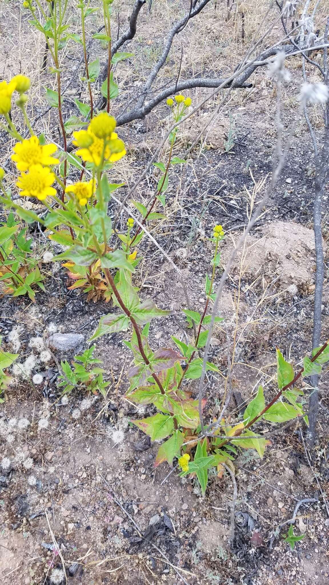 Image of bigleaf crownbeard