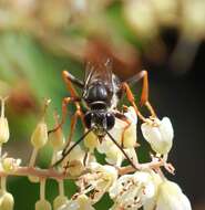 Image of Katydid Wasp